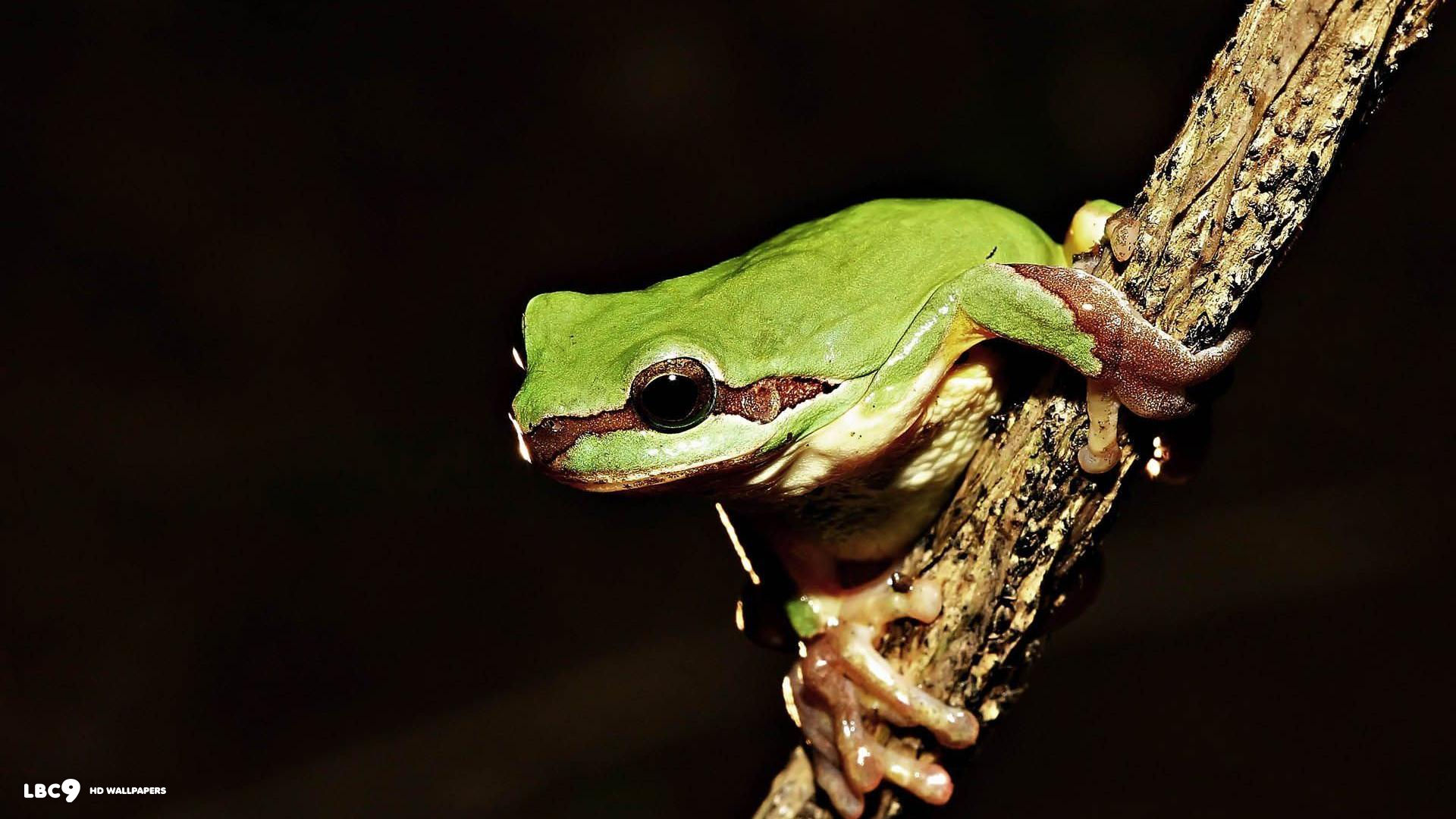 frog on branch