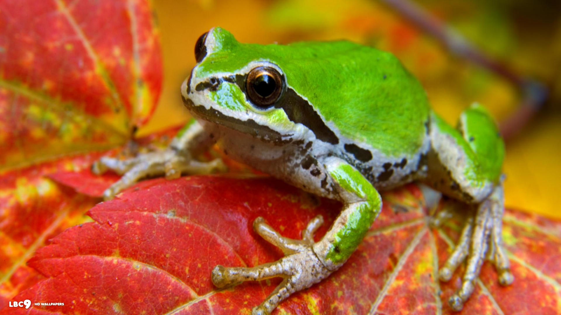 frog on leaf