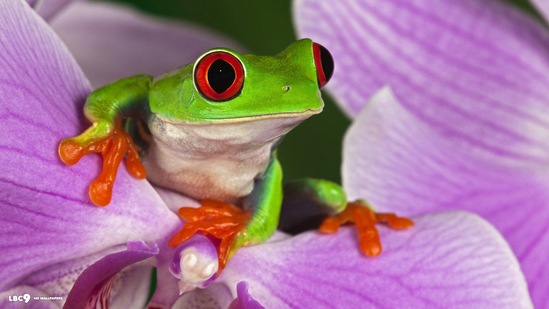 frog on purple flower