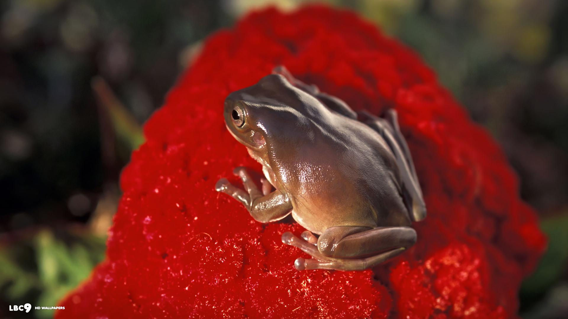 frog on red 1080x1920