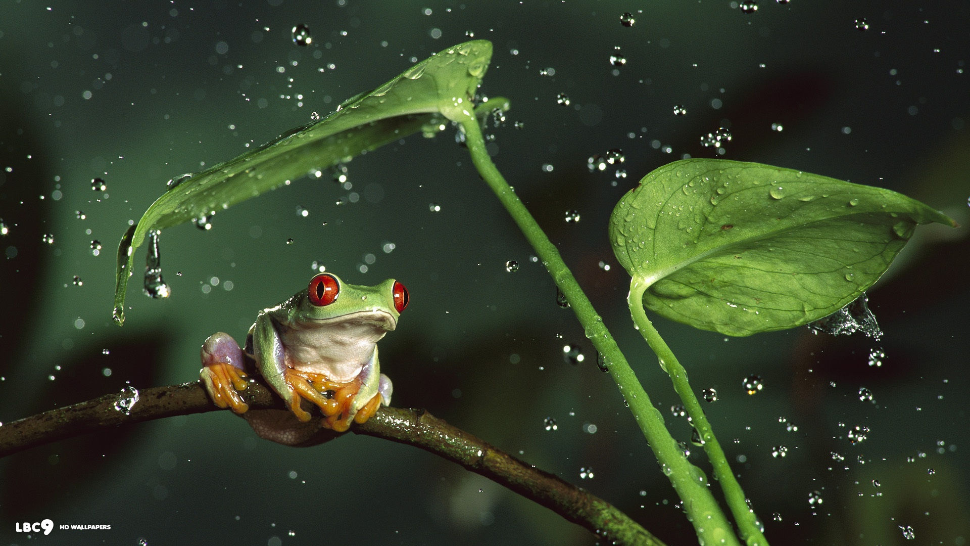 frog rain background