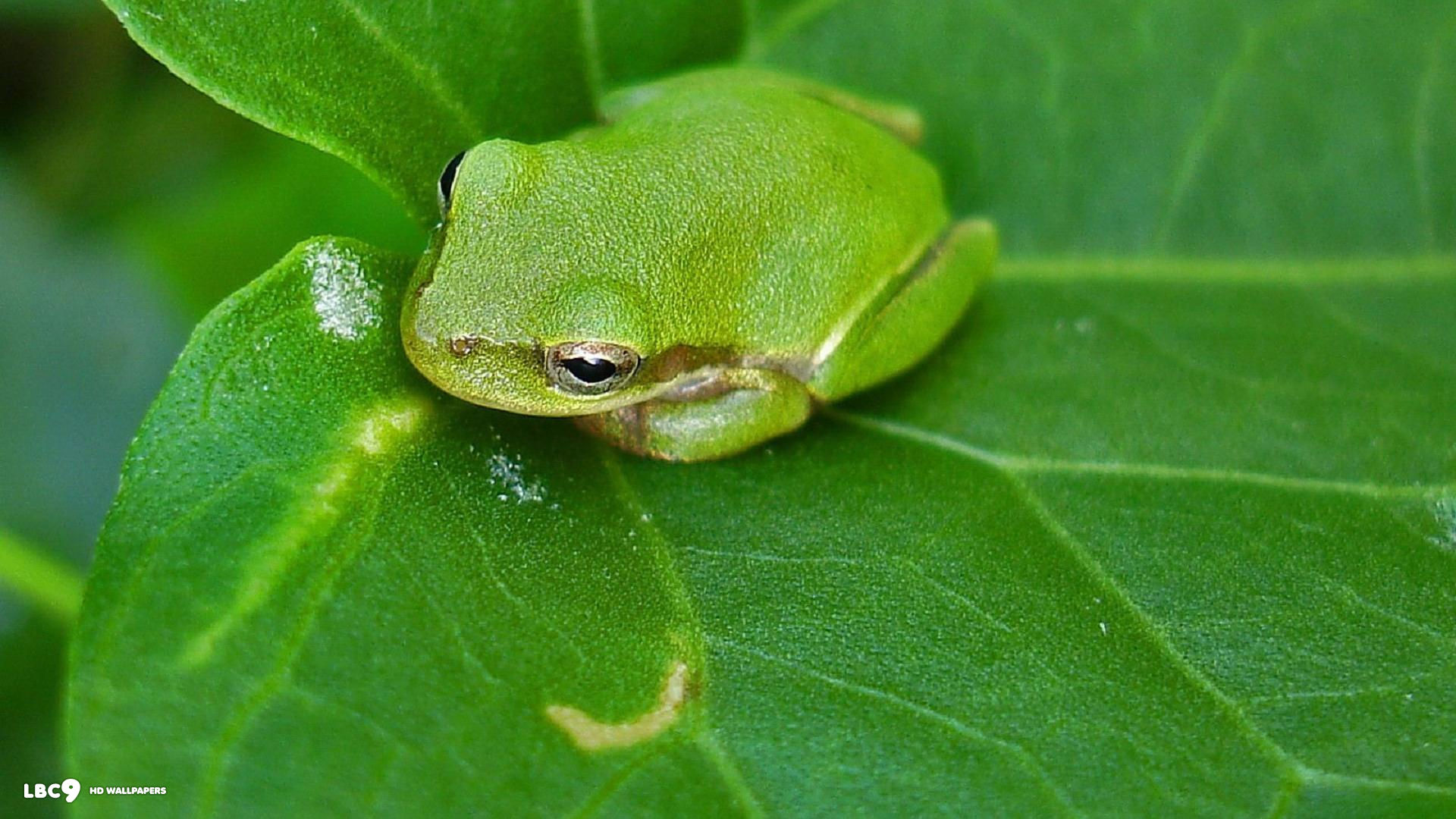 frog small green 1080p