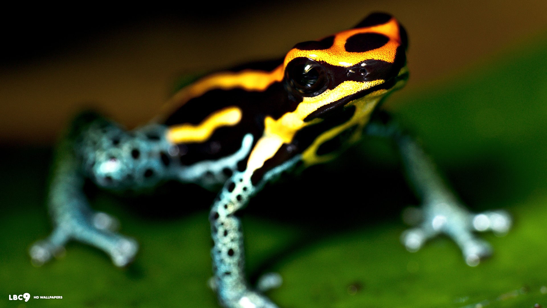 frog wallpaper background
