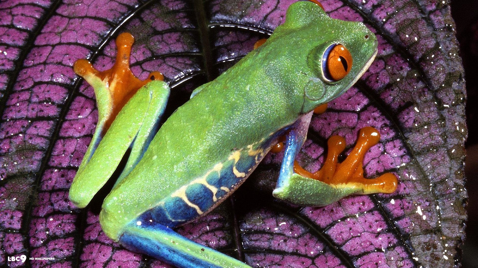 frog wallpaper hd 1920x1080