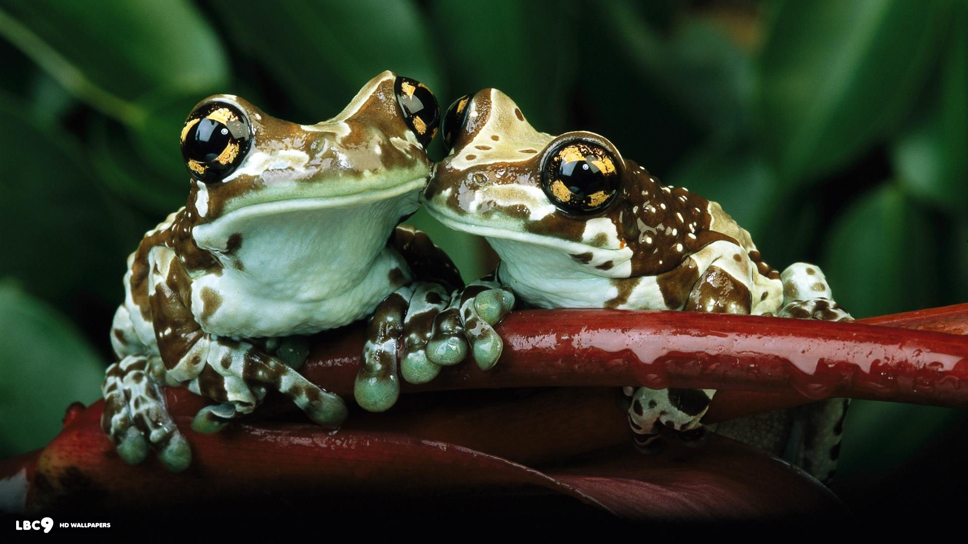 frogs in love