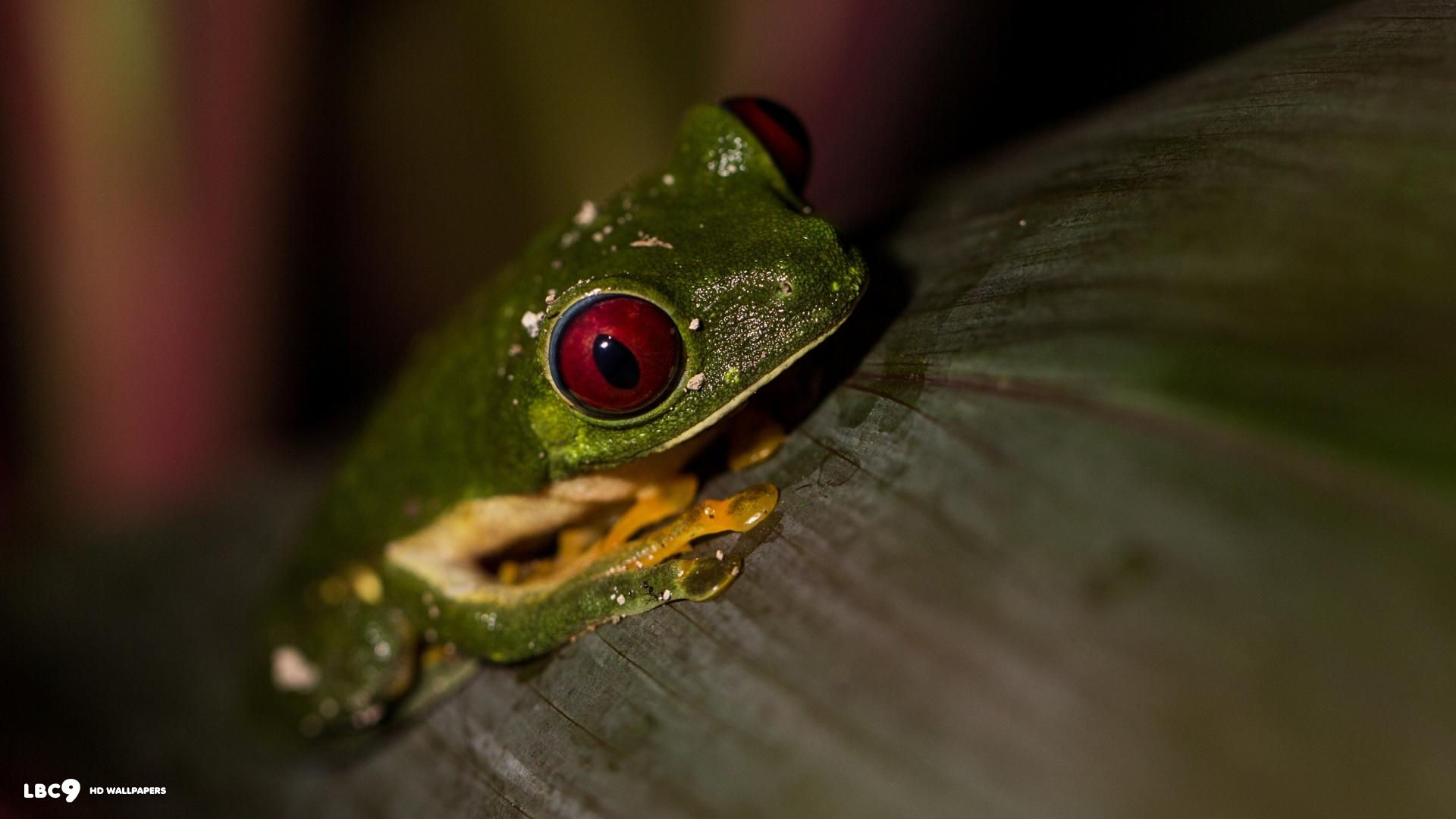 frogs red eyed tree frog 1080x1920