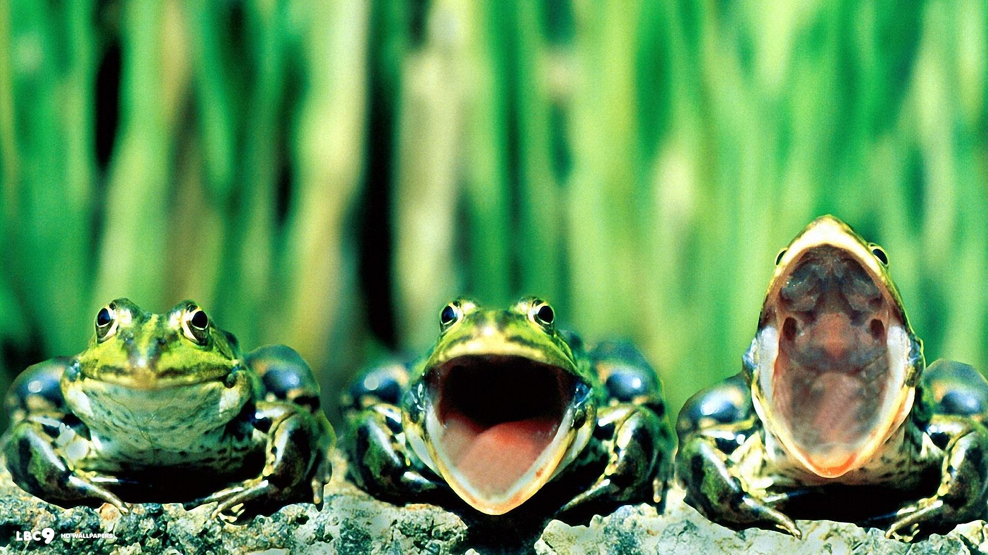 funny frogs