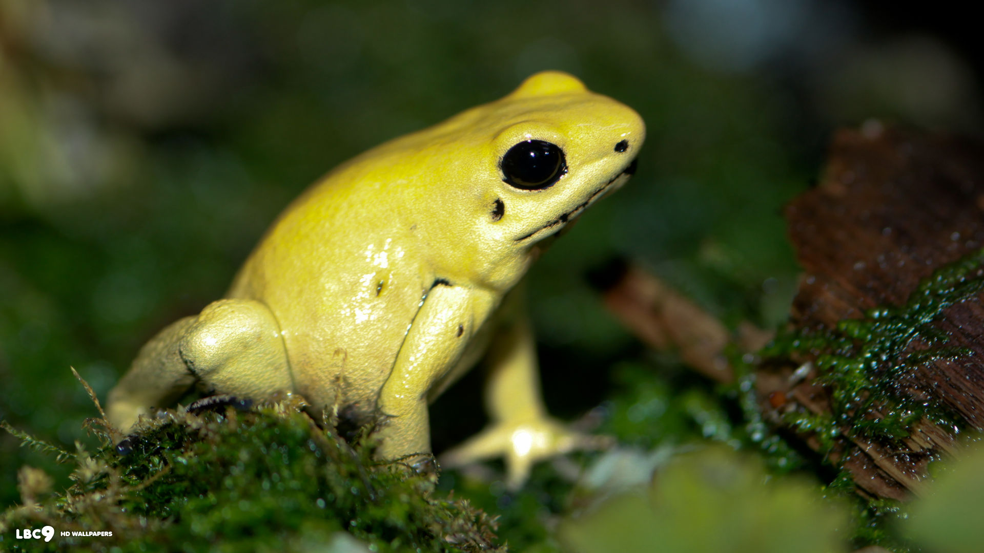 golden poison dart frog phyllobates terribilis