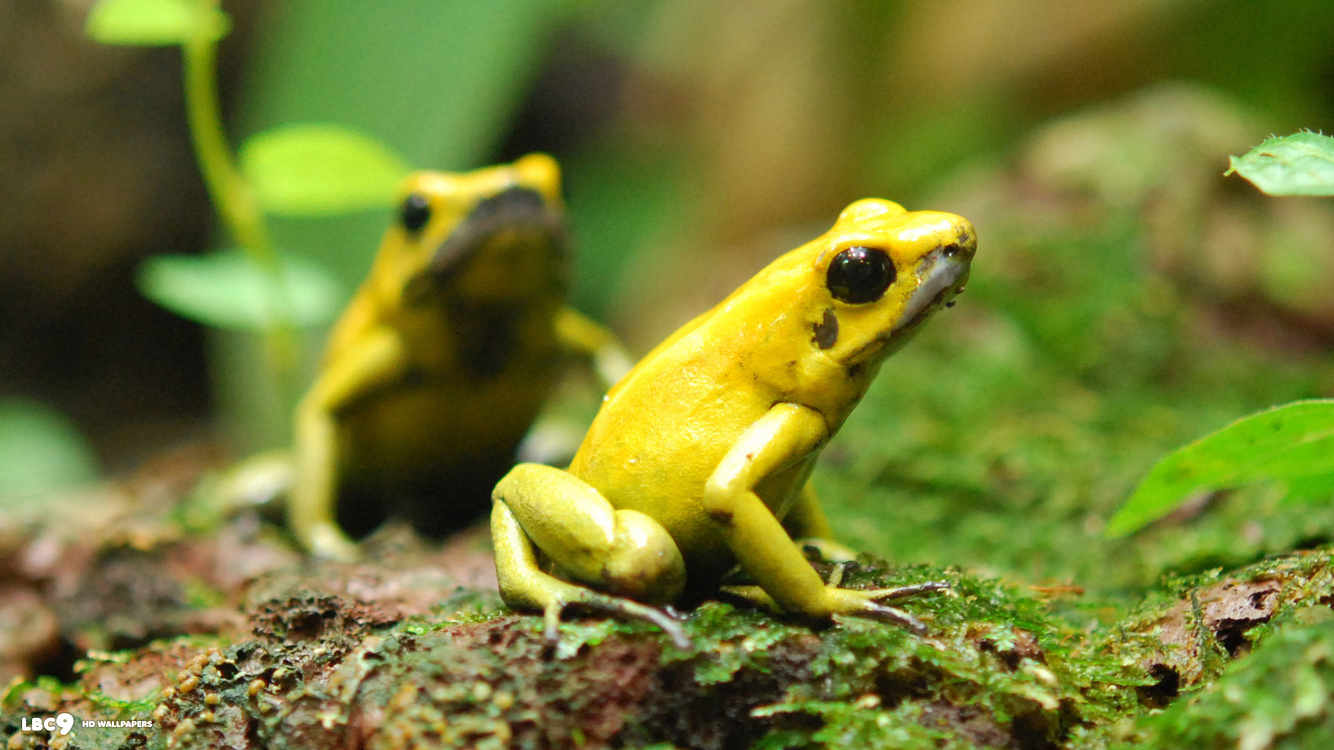 golden poison frogs phyllobates terribilis
