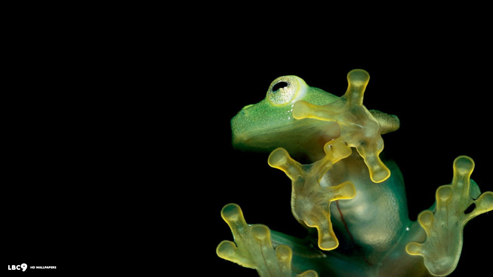 green frog black wallpaper 1920x1080