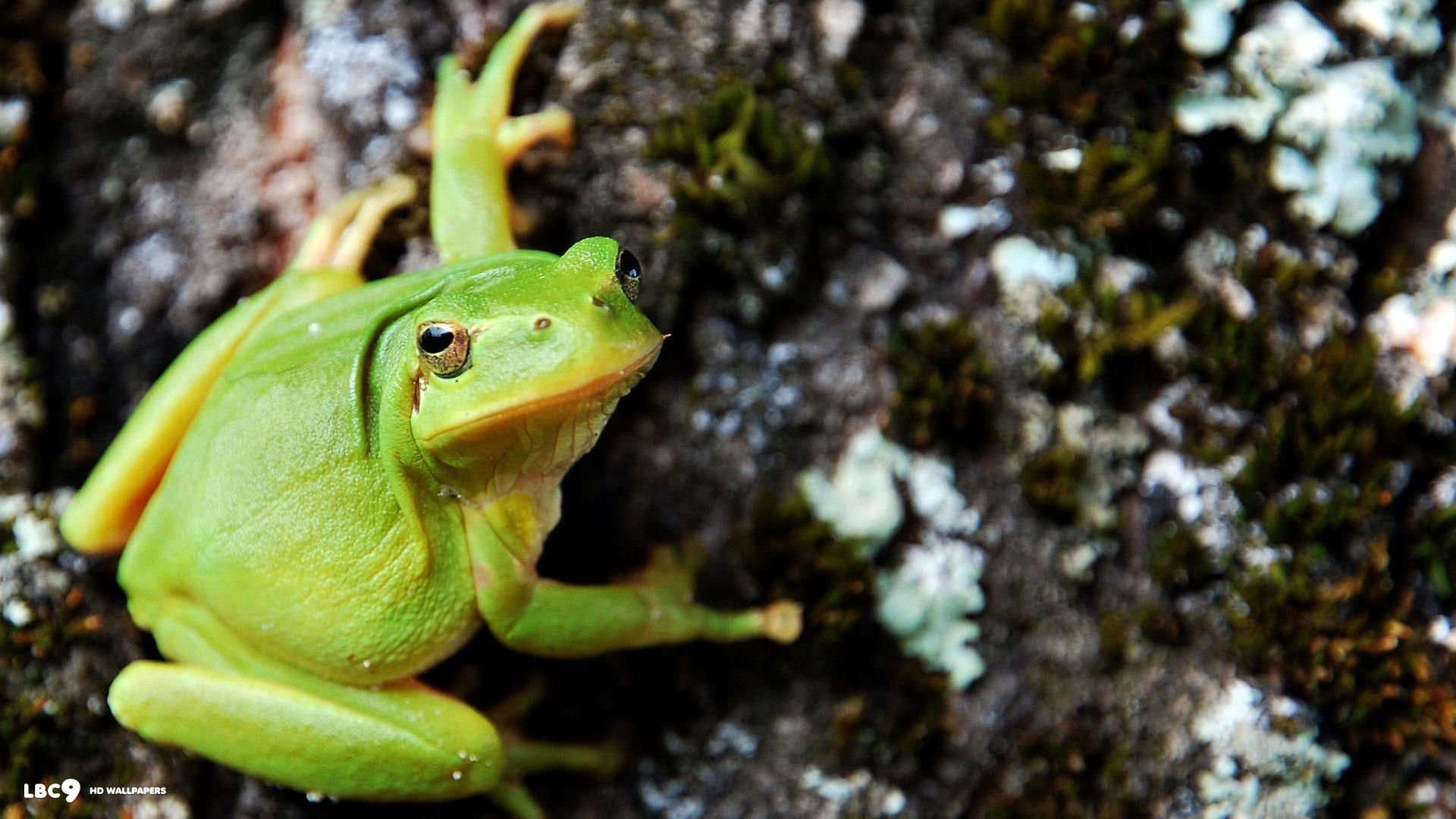 green tree frog 1080x1920