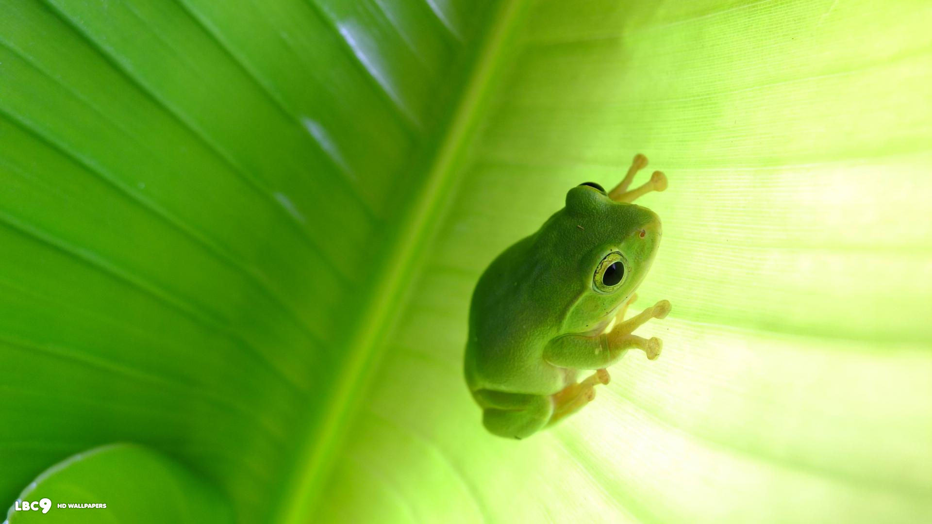 green tree frog animals nature full hd
