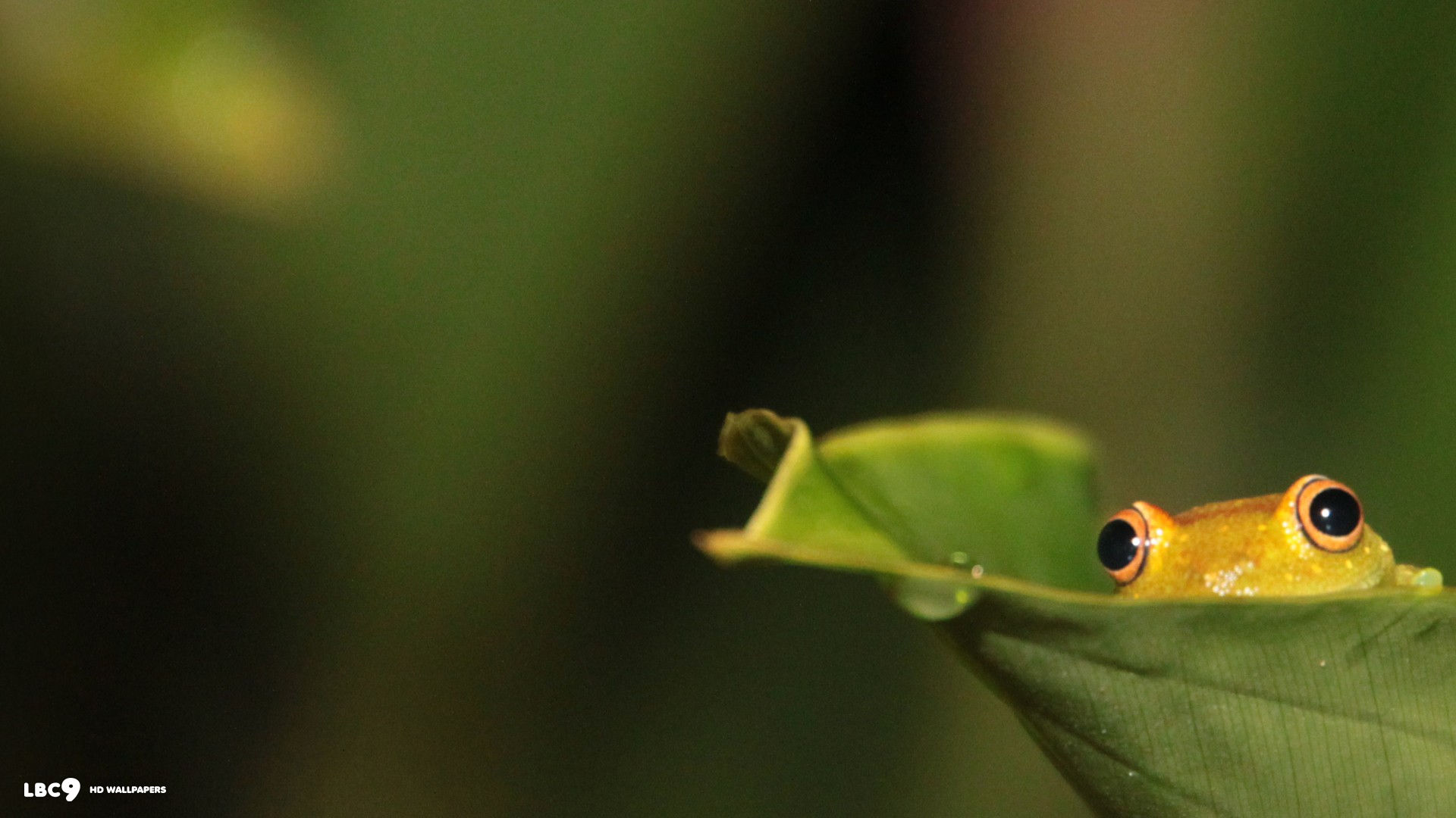 hiding frog wallpaper