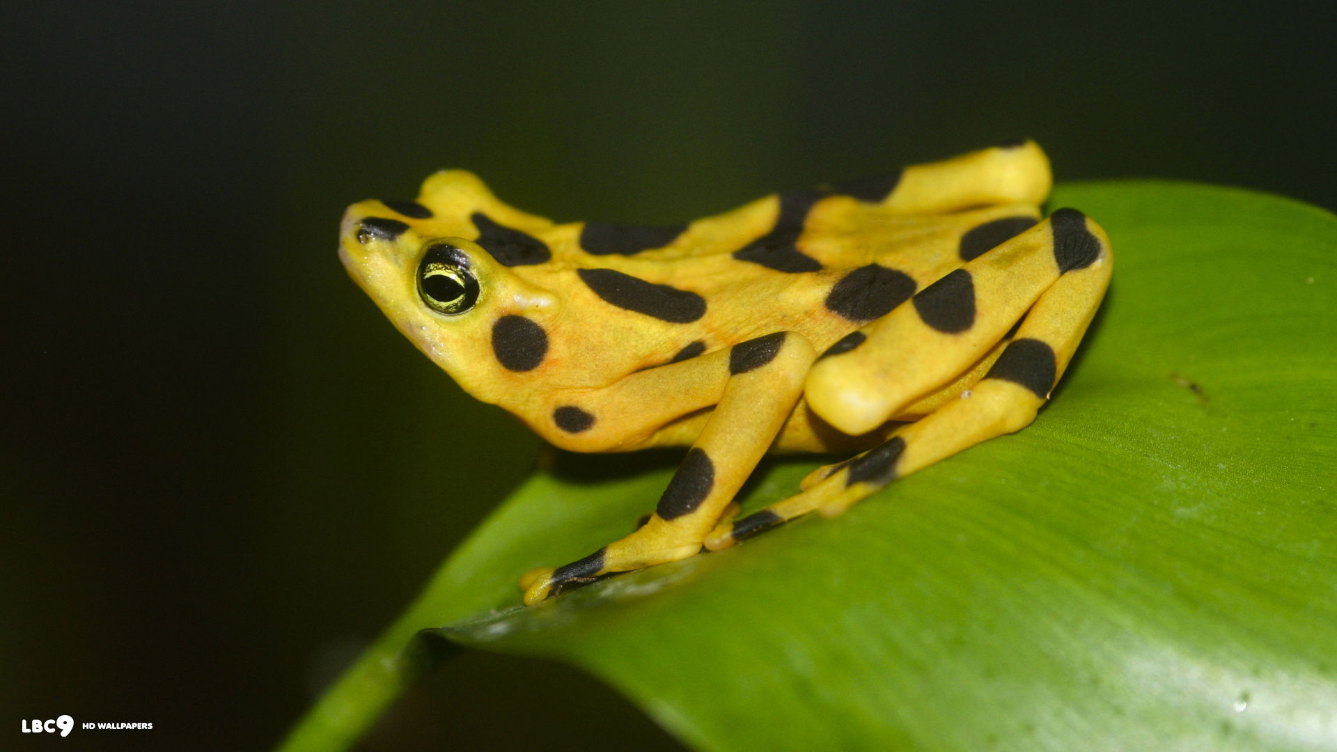 panamanian golden frog atelopus zeteki