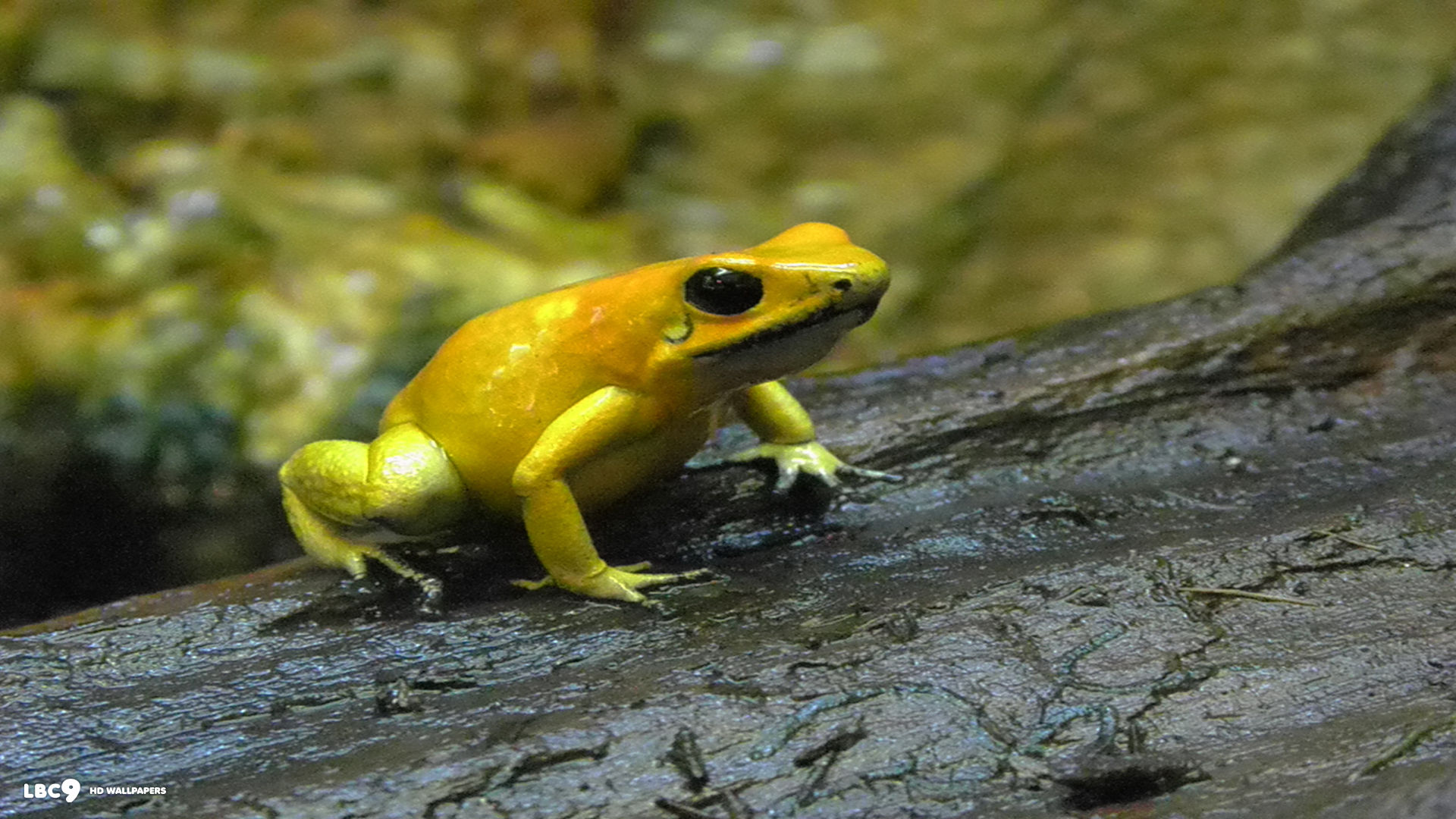 phyllobates terribilis