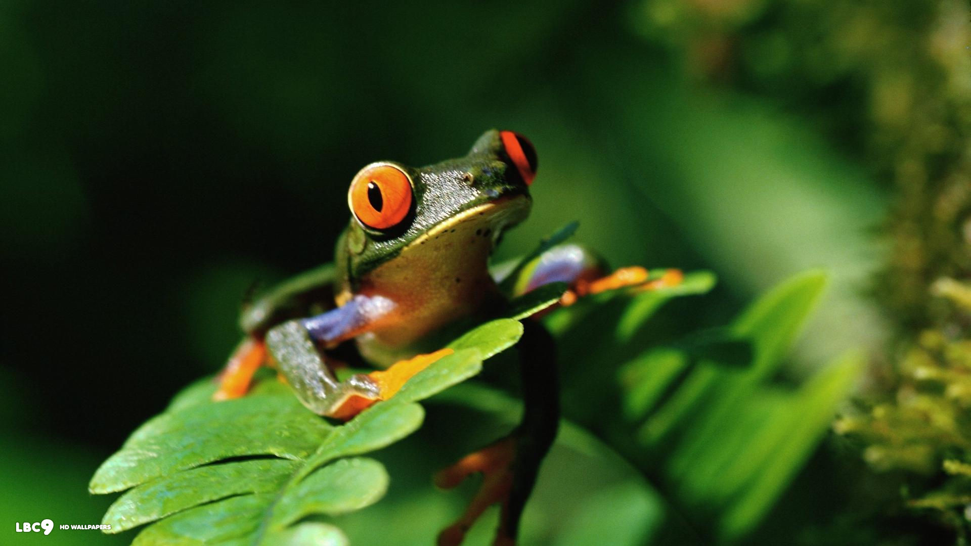 red eyed tree frog agalychnis callidryas