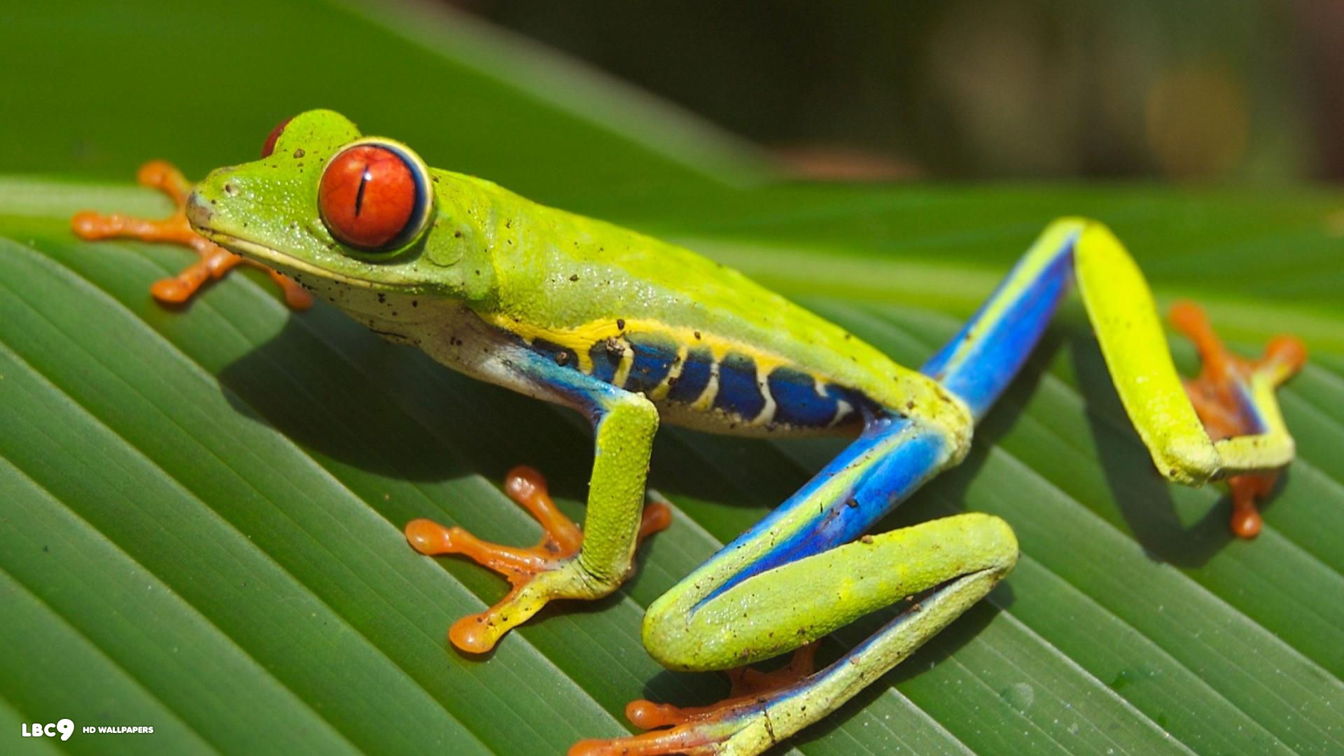 red eyed tree frog wallpaper 1080p