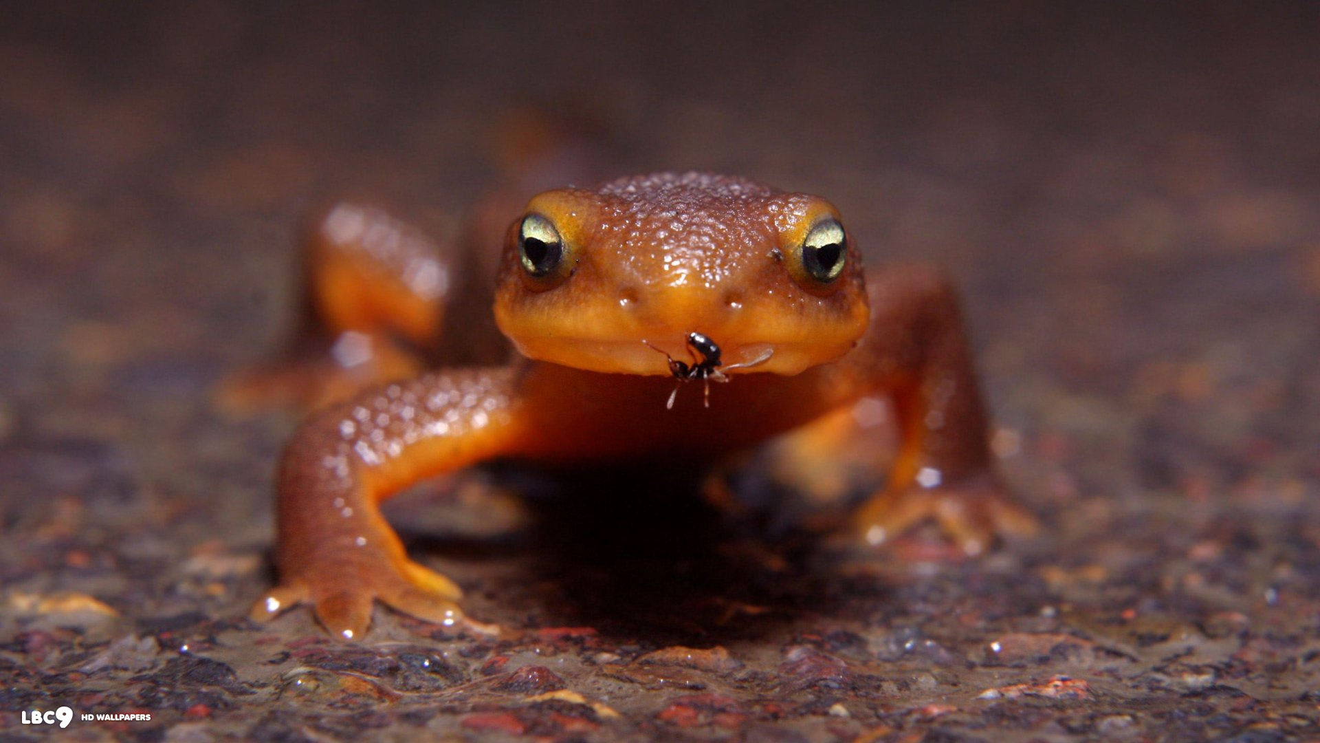 red frog hd wallpaper