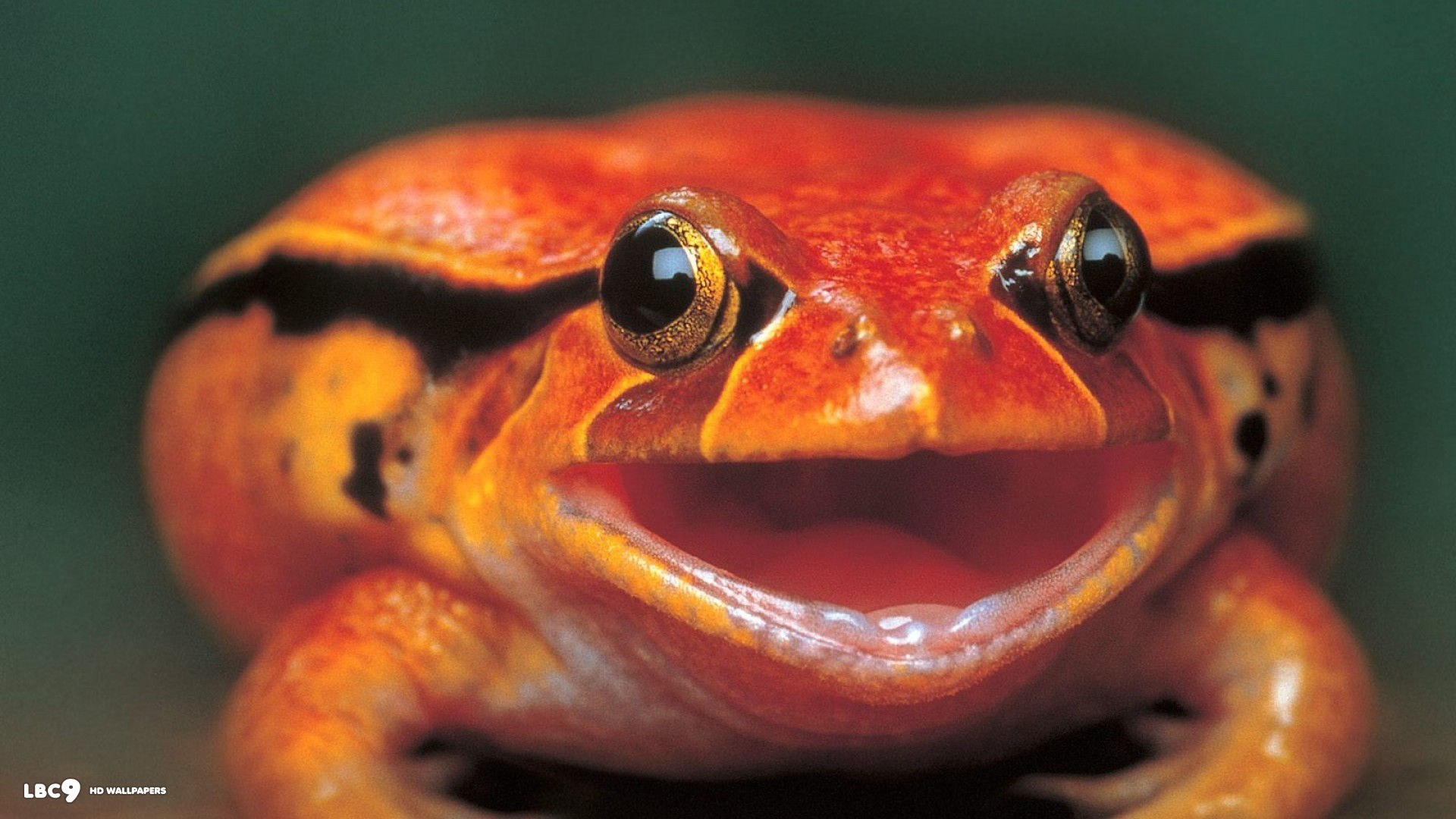 red frog wide wallpaper 1920x1080