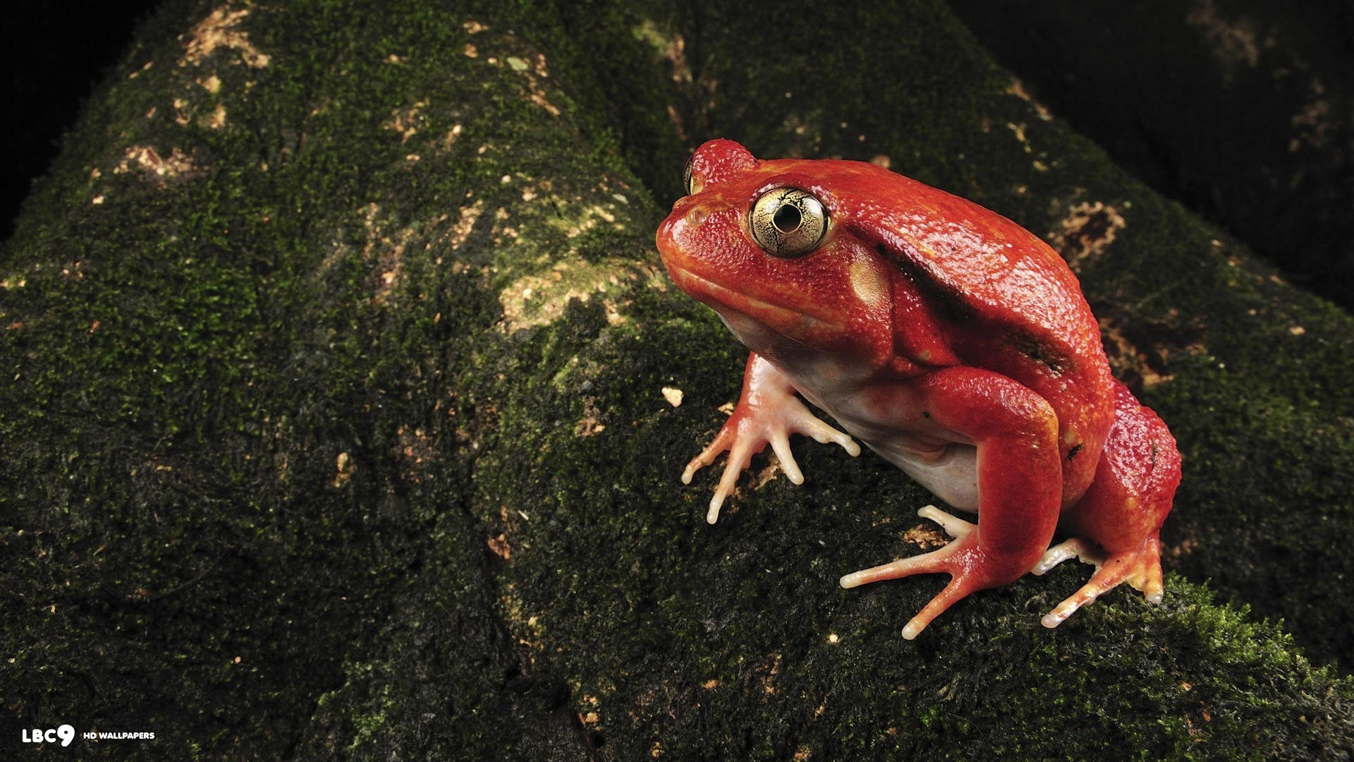 red frog