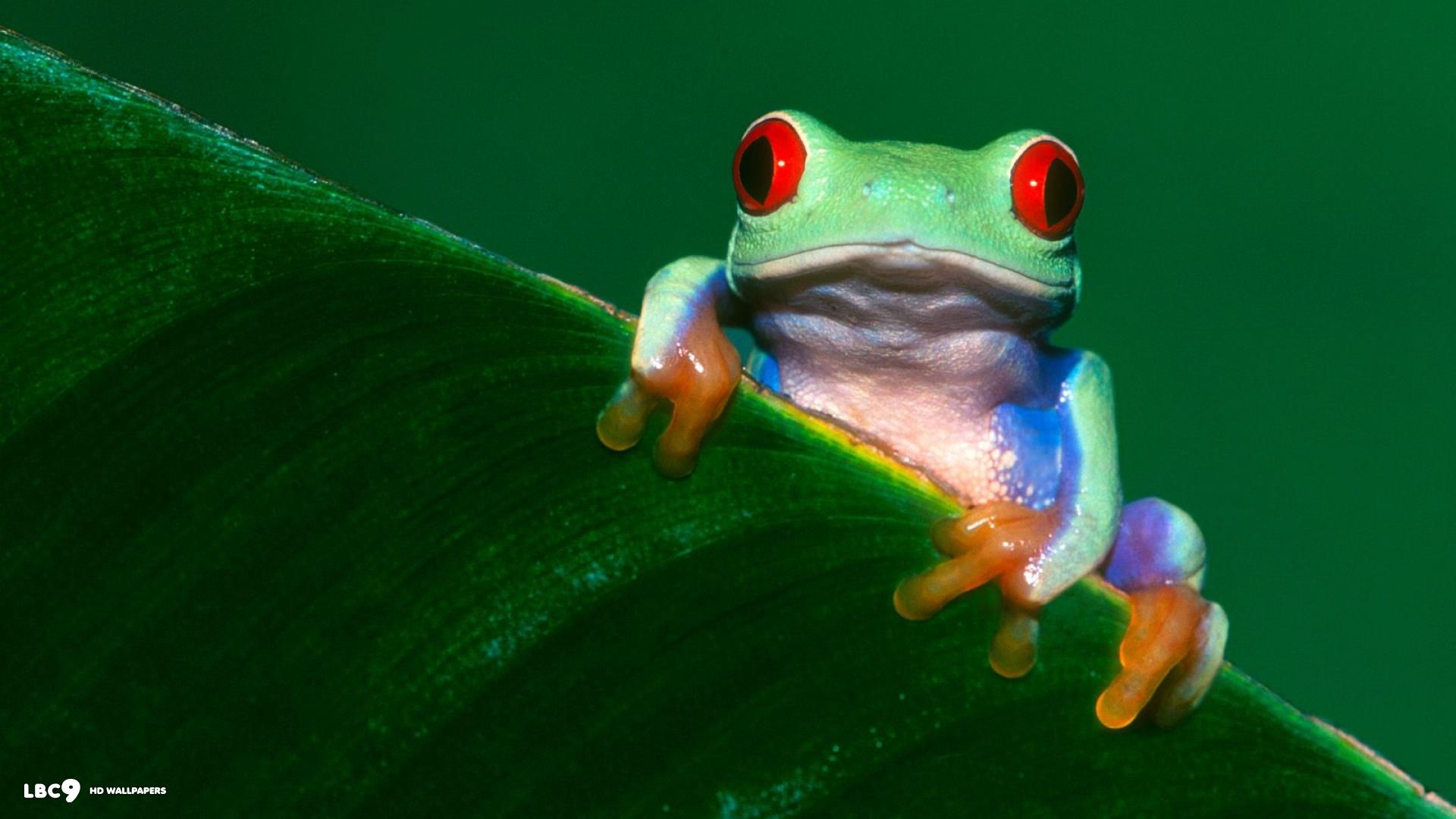 redeyed tree frog