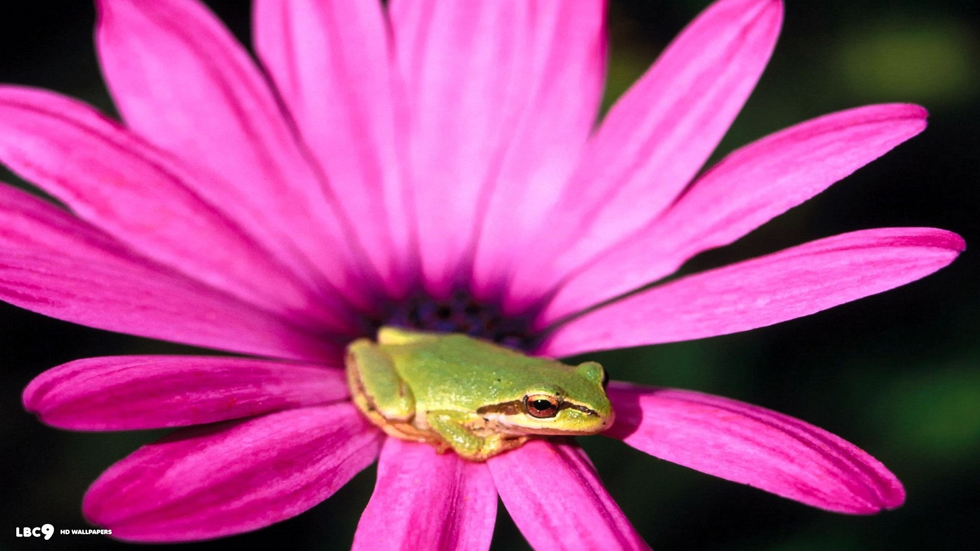small frog in pink flower