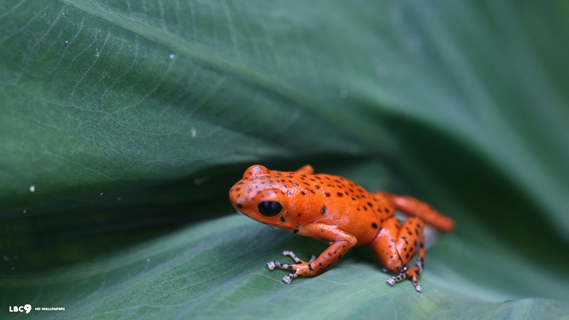 strawberry poison dart frog dendrobates pumilio bastimentos
