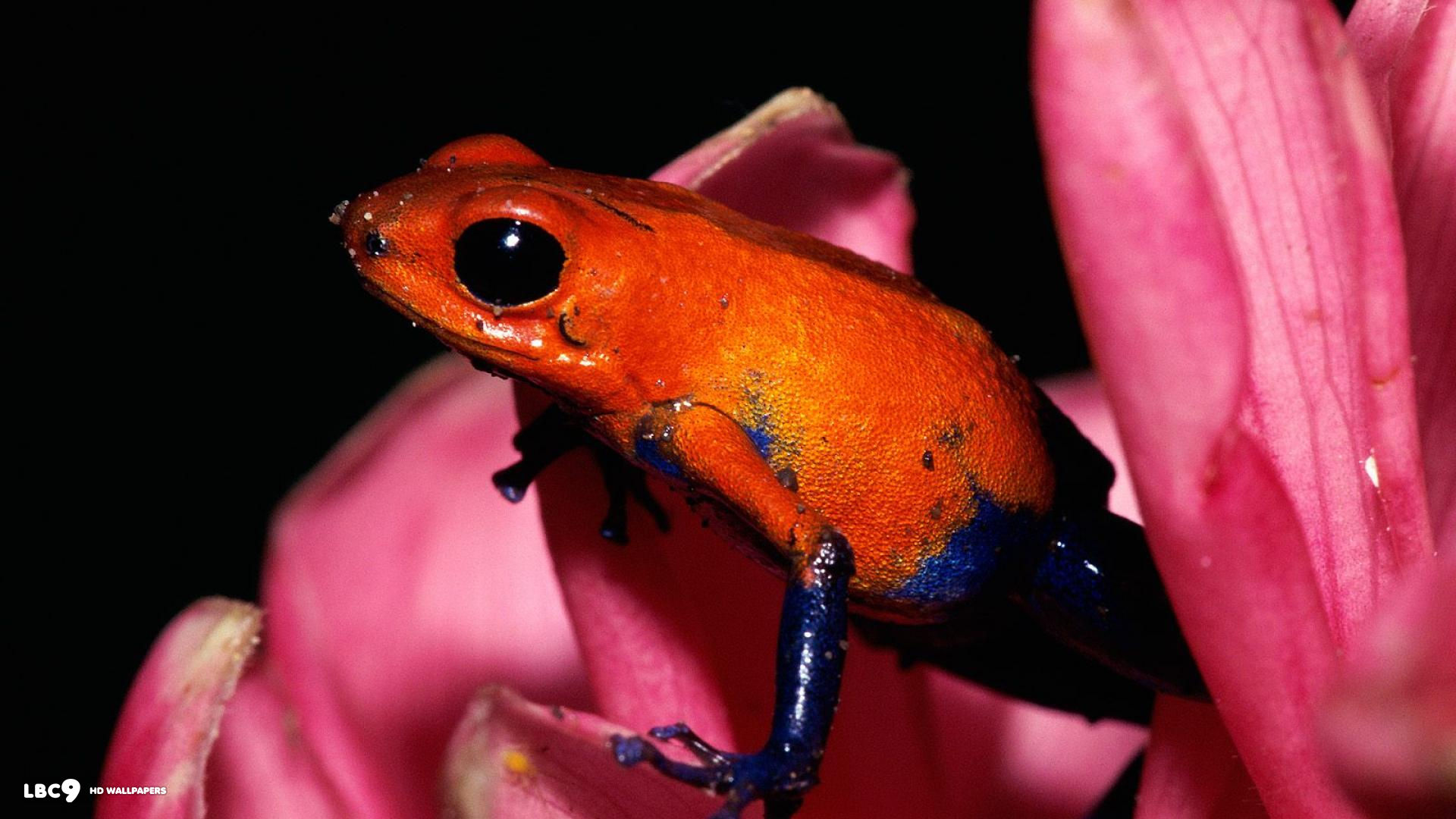 strawberry poison frog wallpaper