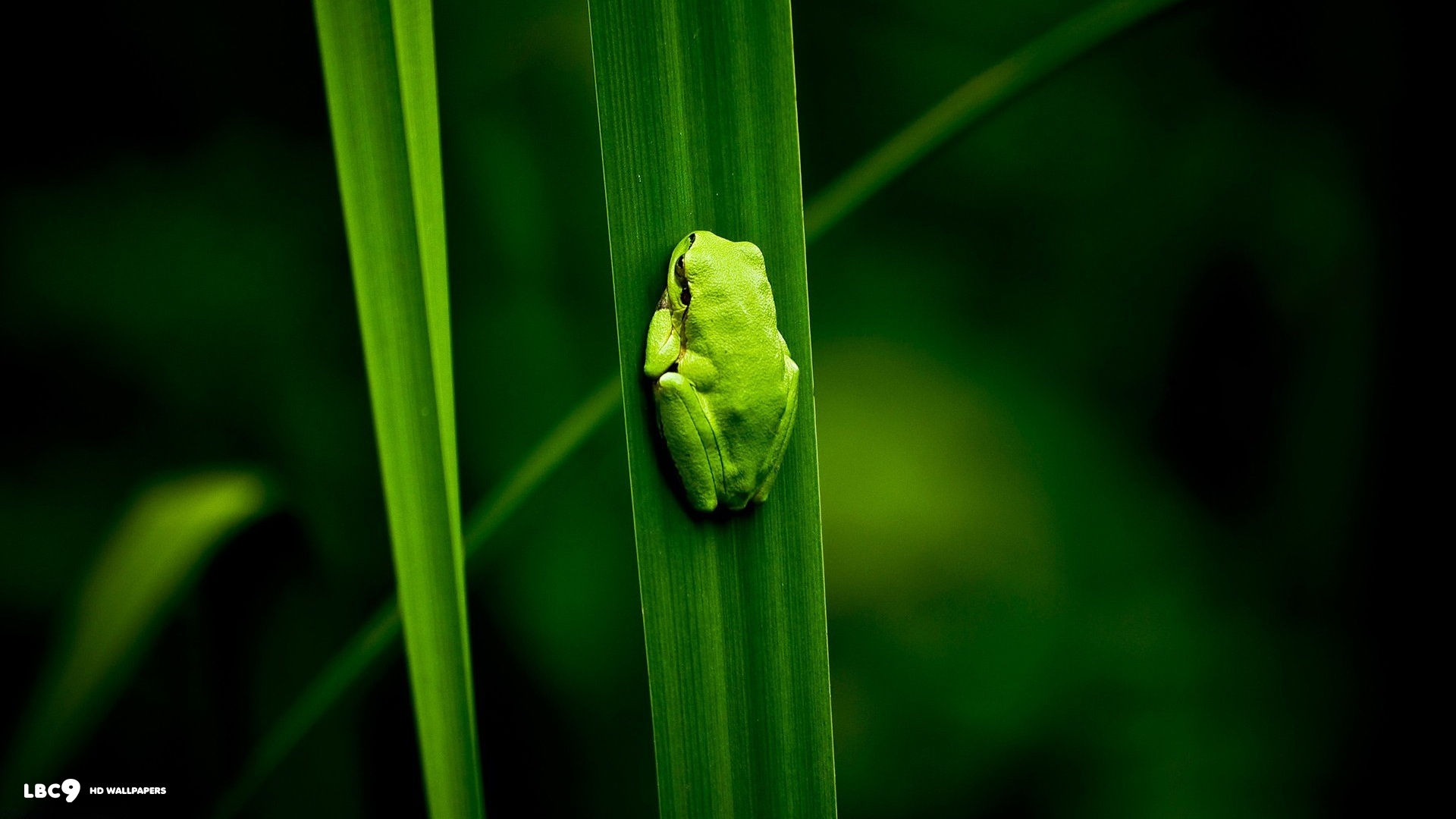 the little green frog