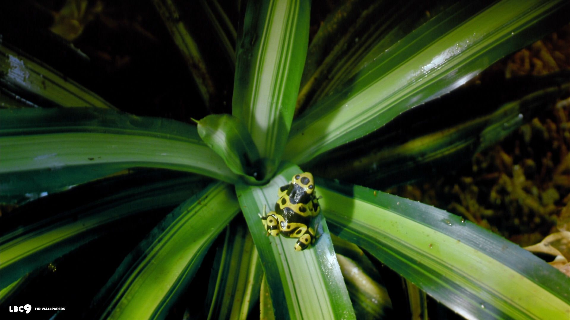 tropical rainforest frog