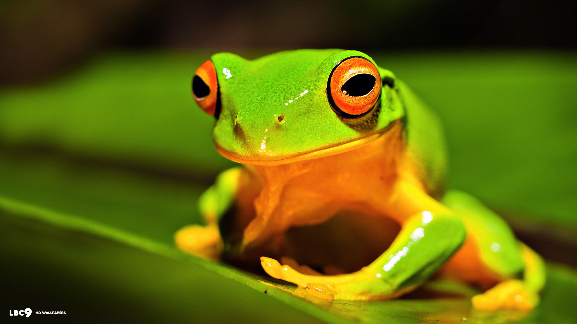 wallpaper cute frog