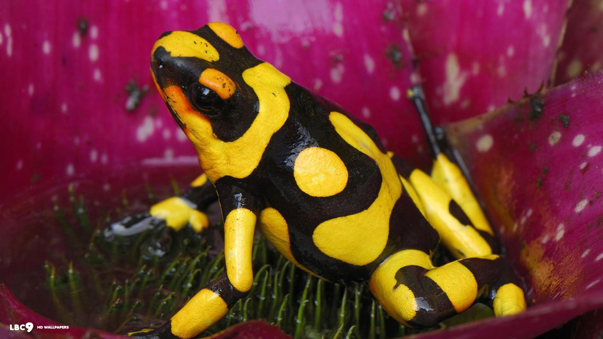 yellow banded poison dart frog 1920x1080