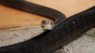 black mamba africas deadliest snake