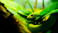 deadly green mamba