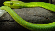 eastern green mamba