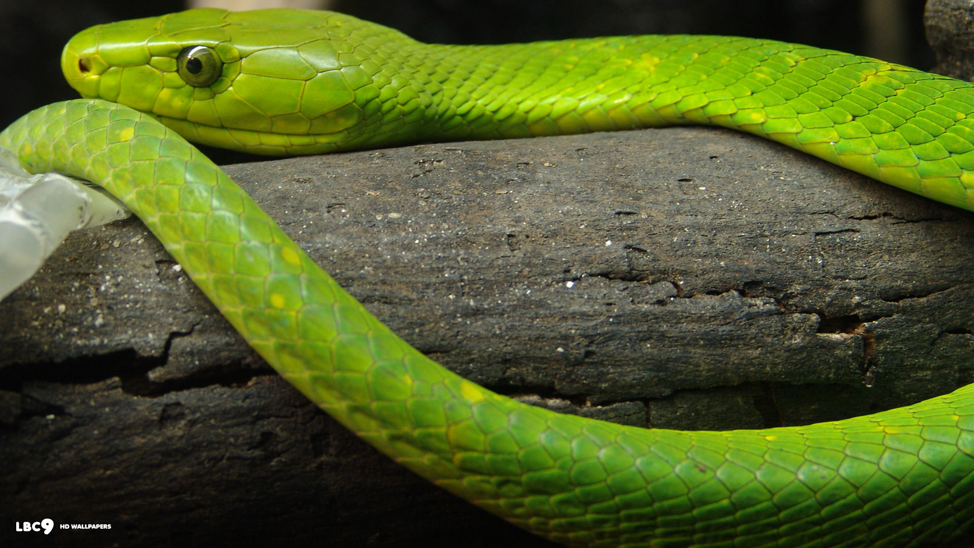 eastern green mamba