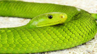 green mamba 1080p