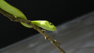 green mamba 1920x1080