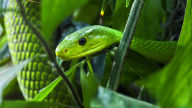 green mamba 2