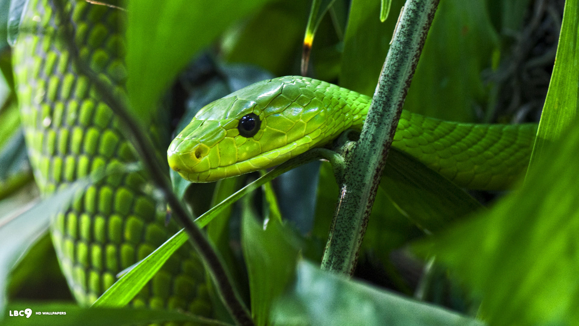 green mamba 2