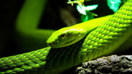 green mamba desktop background