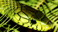 green mamba pc wall