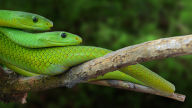 green mamba