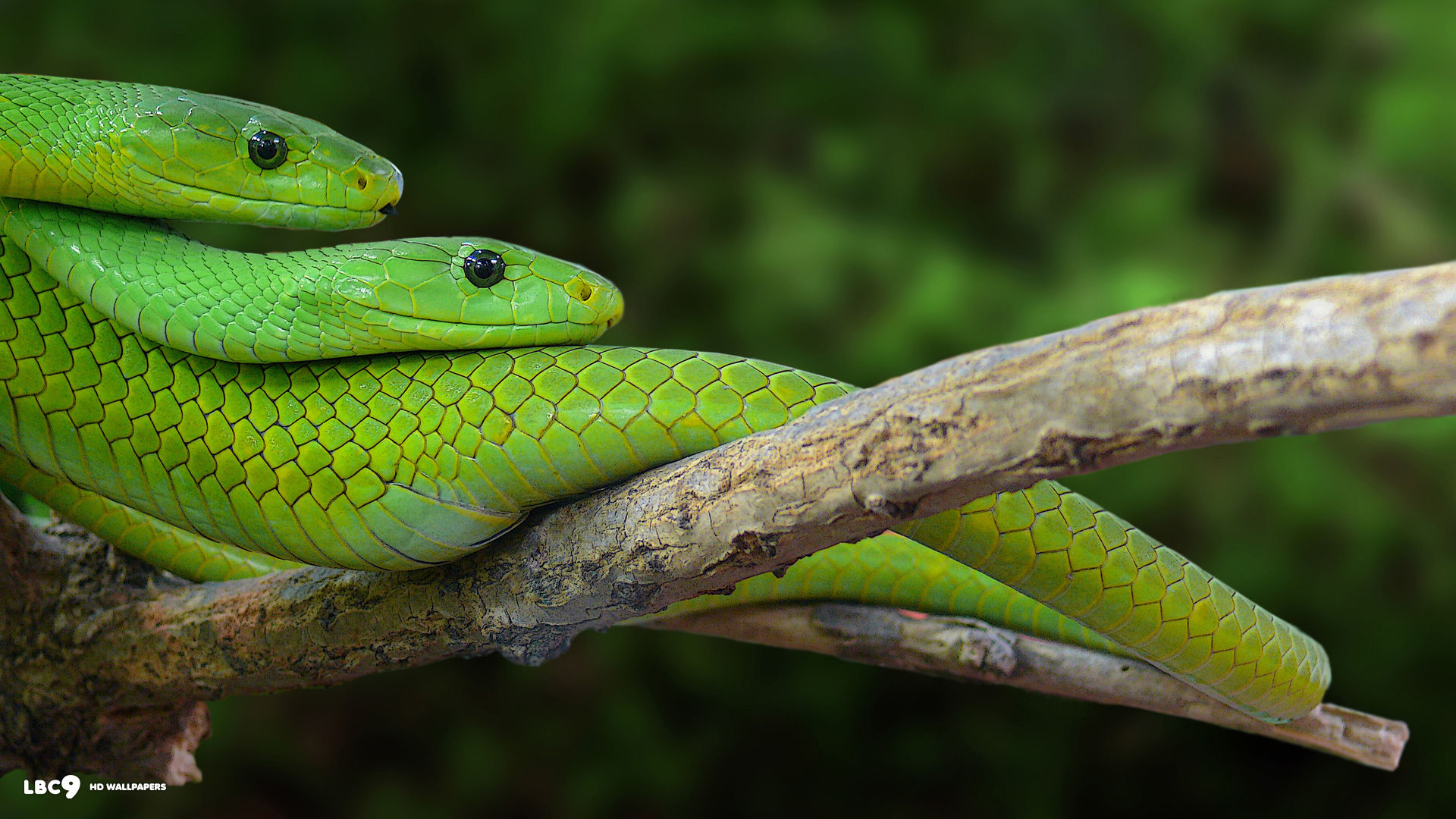 green mamba