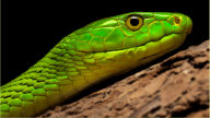 very green mamba