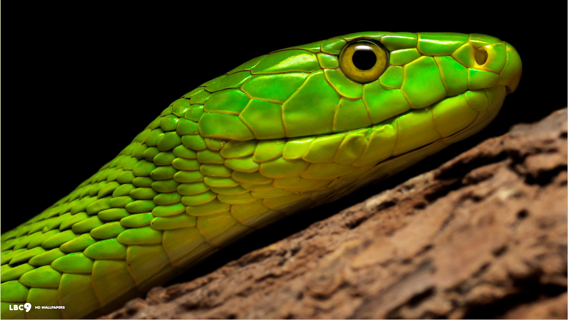 very green mamba