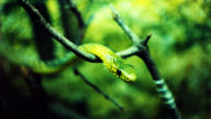 western green mamba dendroaspis viridis