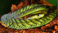 western green mamba