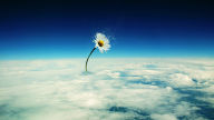 flower in the sky wallpaper